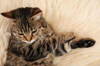 Photo of Cute tabby cat lying on faux fur, top view. Lovely pet