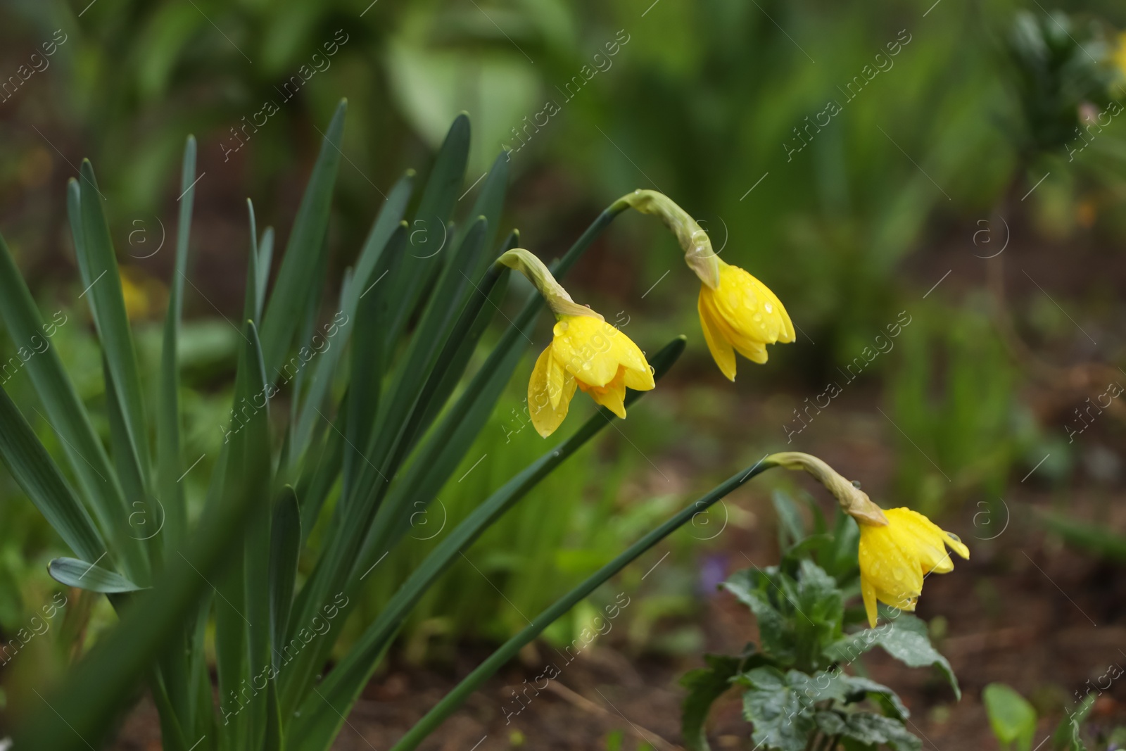 Photo of Beautiful blooming daffodils outdoors on spring day