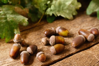 Acorns and green oak leaves on wooden table, closeup
