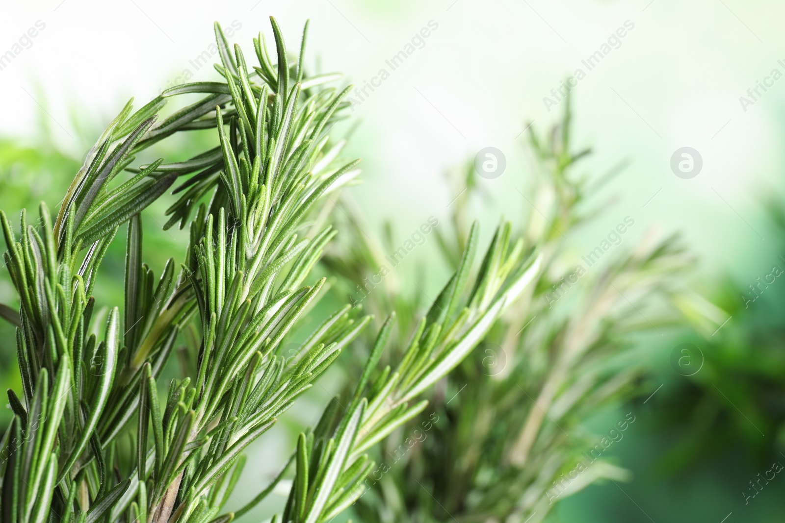 Photo of Branches of fresh rosemary on blurred green background, space for text