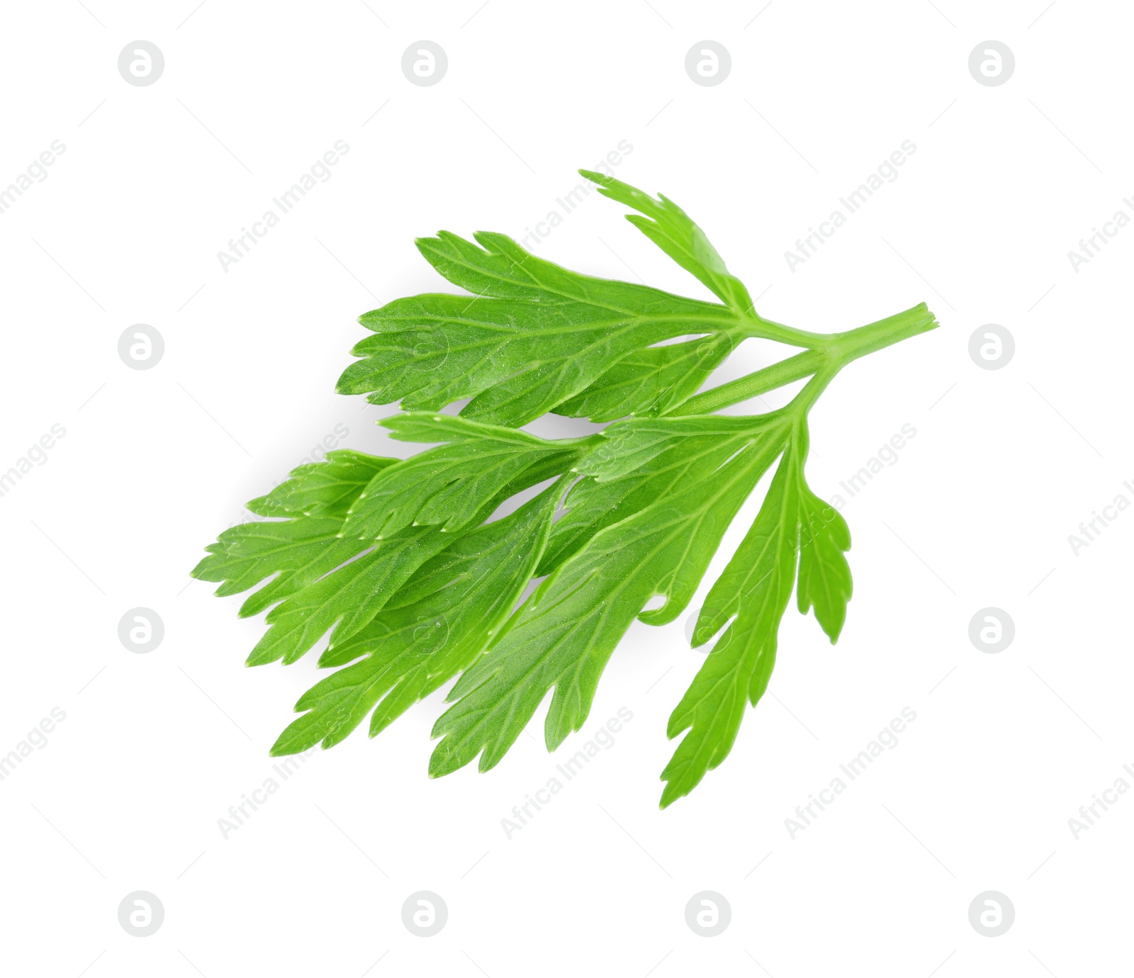 Sprig of fresh green parsley leaves isolated on white, top view Photo of Sprig of fresh green parsley leaves isolated on white, top view