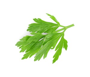 Photo of Sprig of fresh green parsley leaves isolated on white, top view