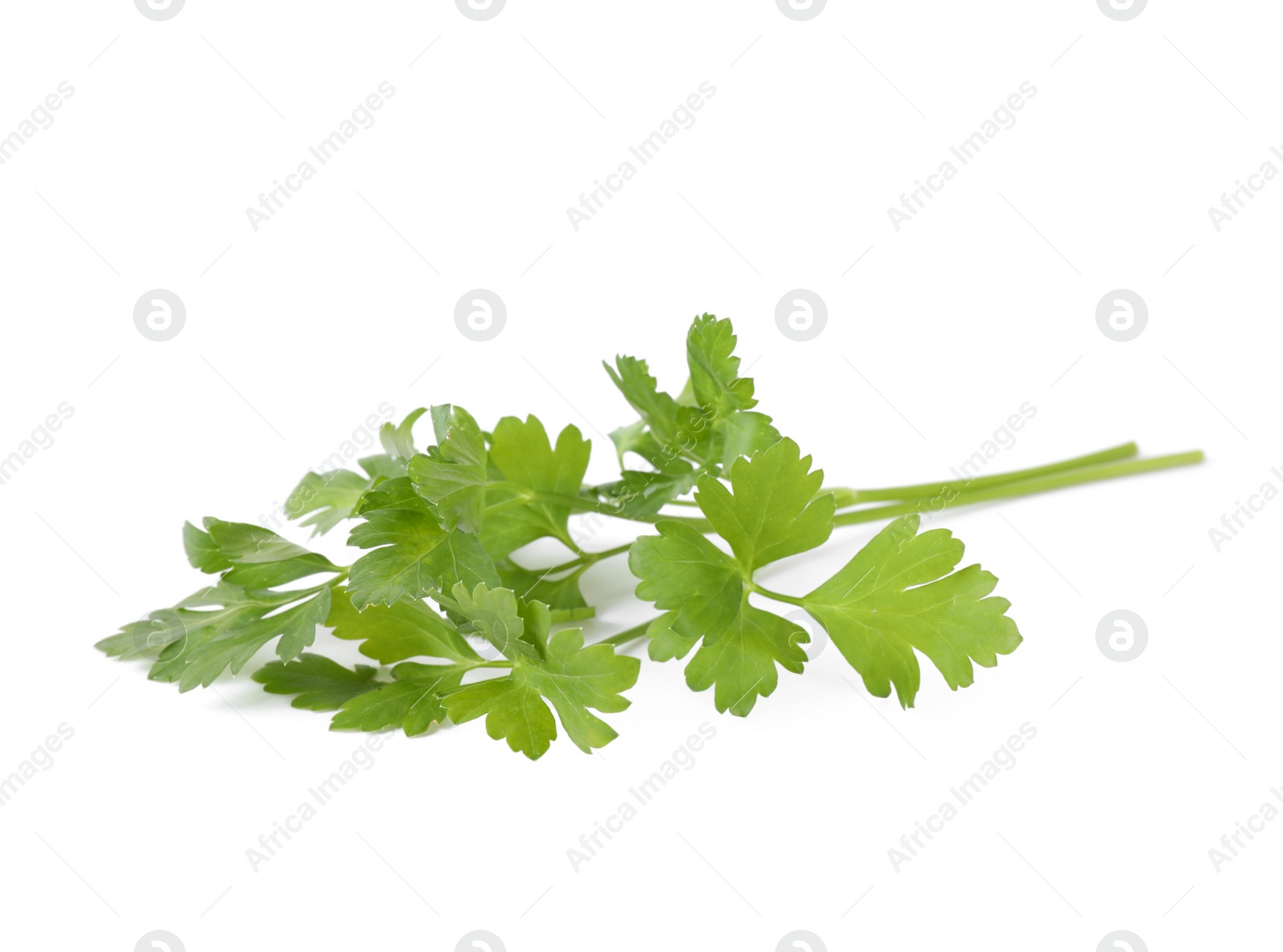 Photo of Aromatic fresh green parsley isolated on white