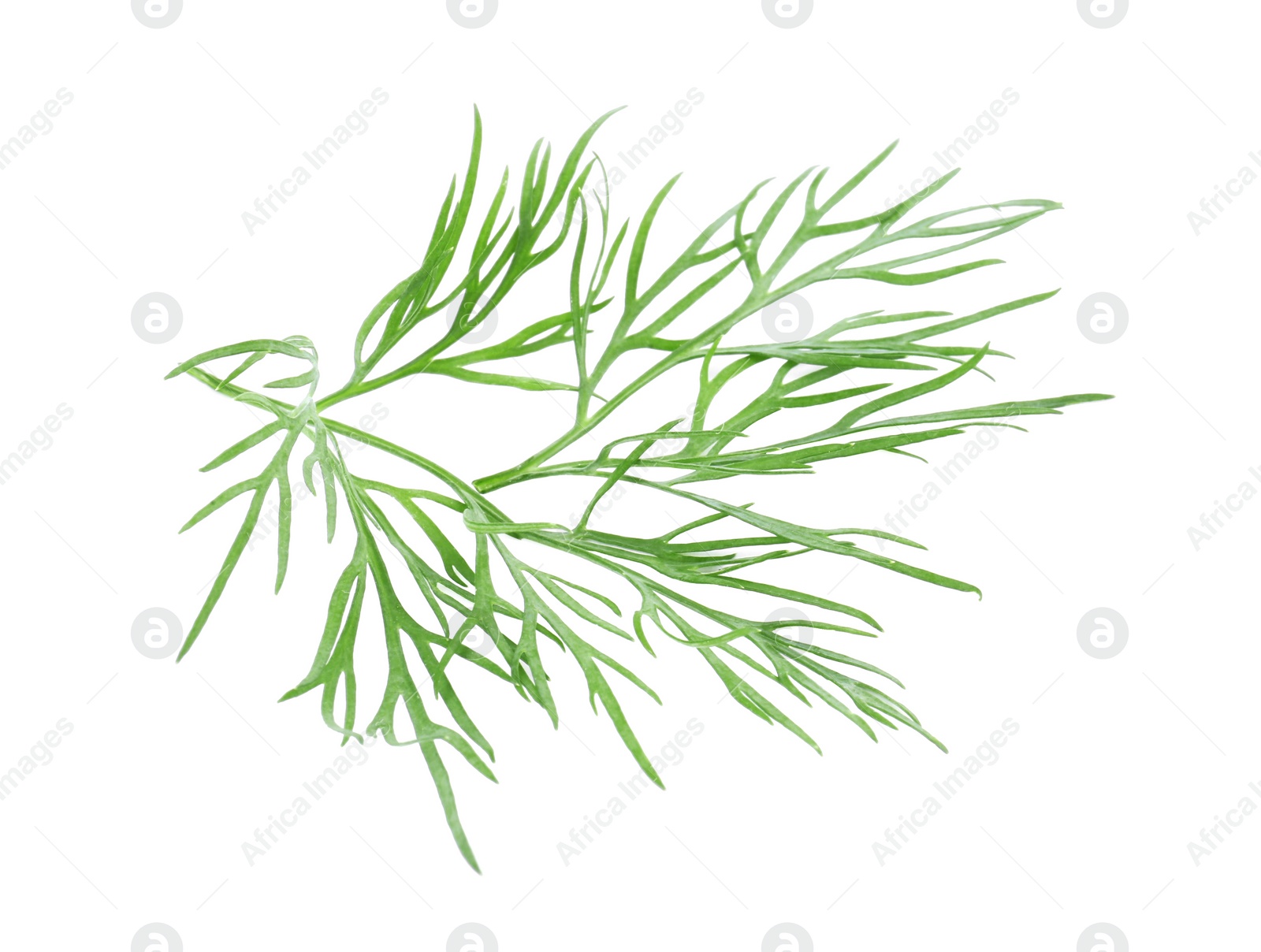 Photo of Sprig of fresh dill isolated on white