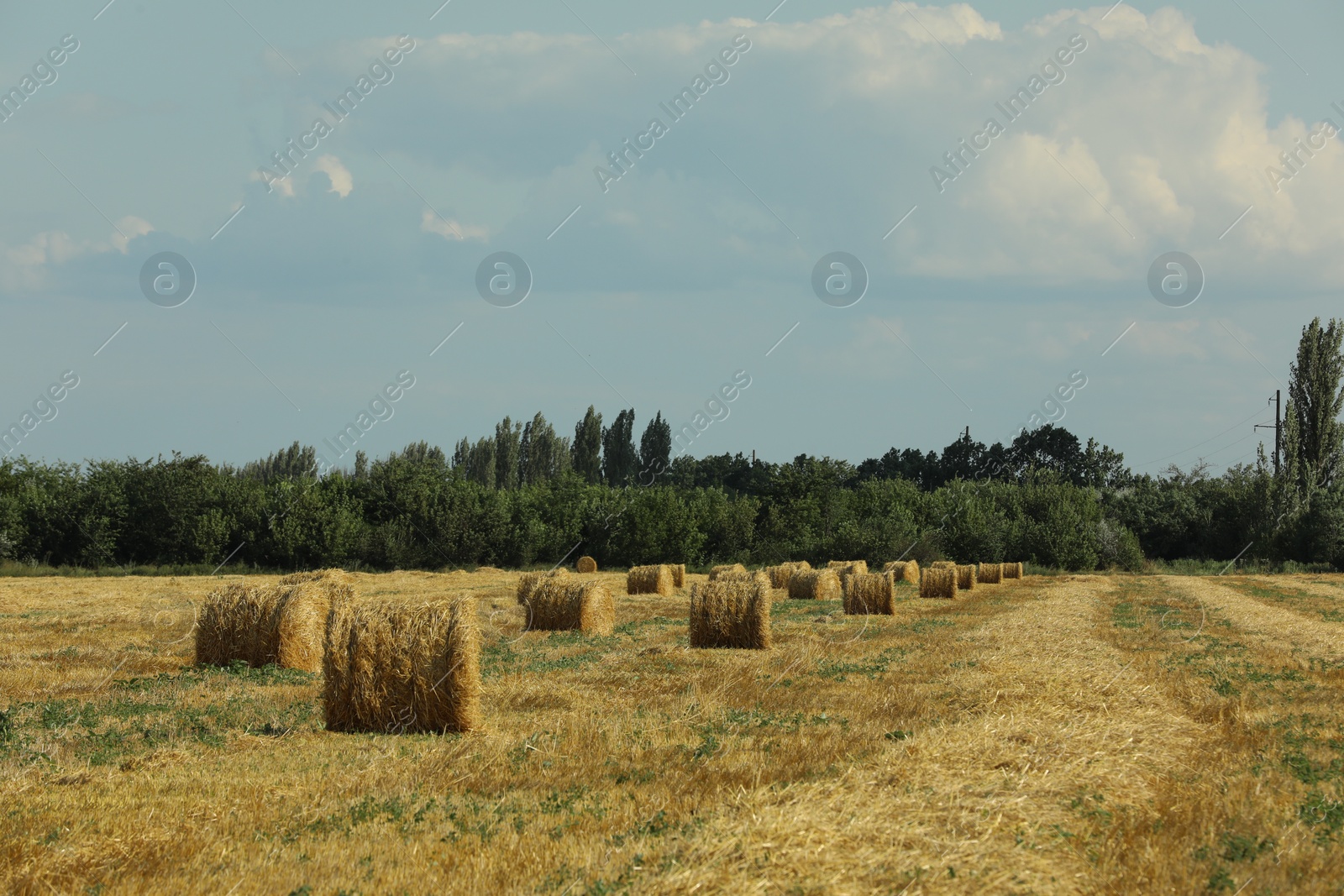 Photo of Beautiful view of agricultural field with hay bales