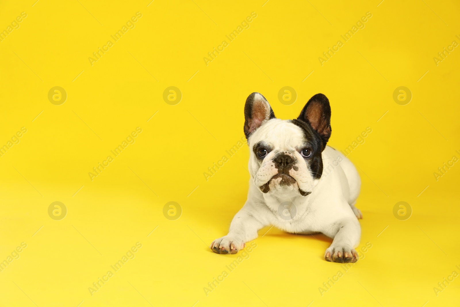 Photo of French bulldog on yellow background. Space for text