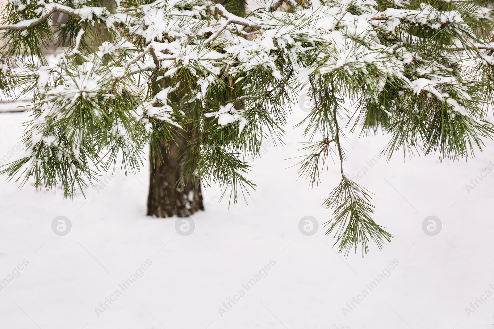 Photo of Coniferous branches covered with fresh snow, closeup. Space for text