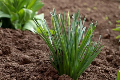 Photo of Daffodil plants growing in garden. Spring flowers
