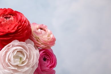 Photo of Beautiful fresh ranunculus flowers on color background, closeup. Space for text