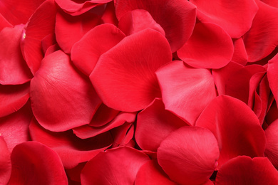 Fresh red rose petals as background, closeup