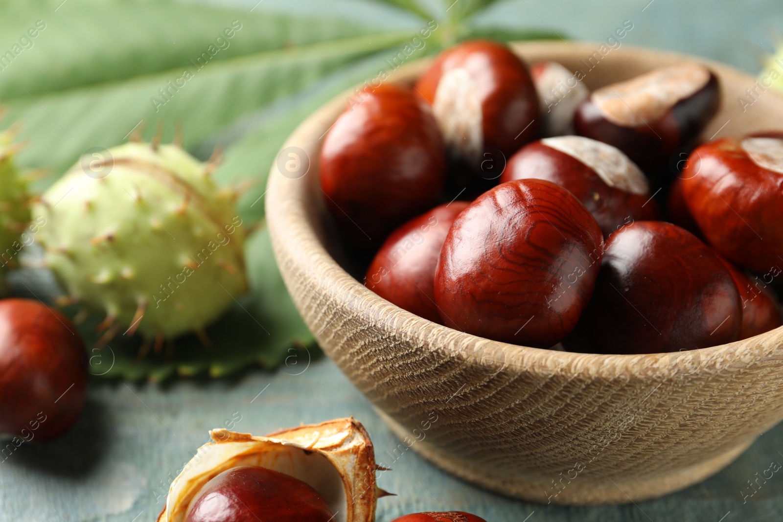 Photo of Horse chestnuts in bowl on blue wooden table, closeup