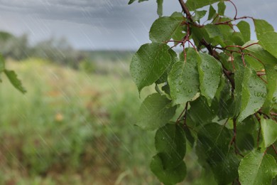 Branch of tree with water drops outdoors, closeup. Rainy weather
