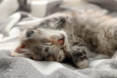 Cute kitten sleeping on soft blanket. Baby animal