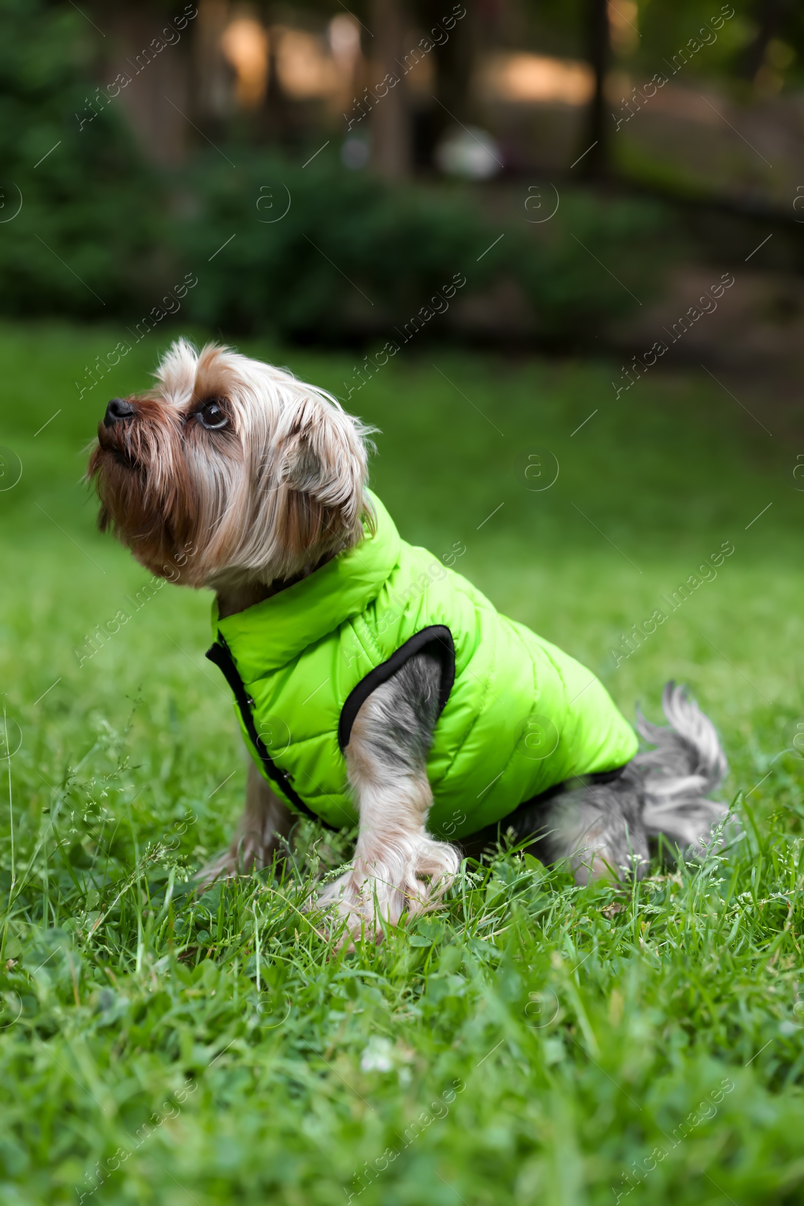 Photo of Cute Yorkshire terrier wearing stylish pet clothes in park