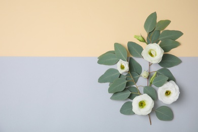 Fresh eucalyptus leaves with flowers and space for design on color background, flat lay