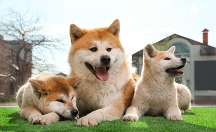 Photo of Adorable Akita Inu dog and puppies on artificial grass near window