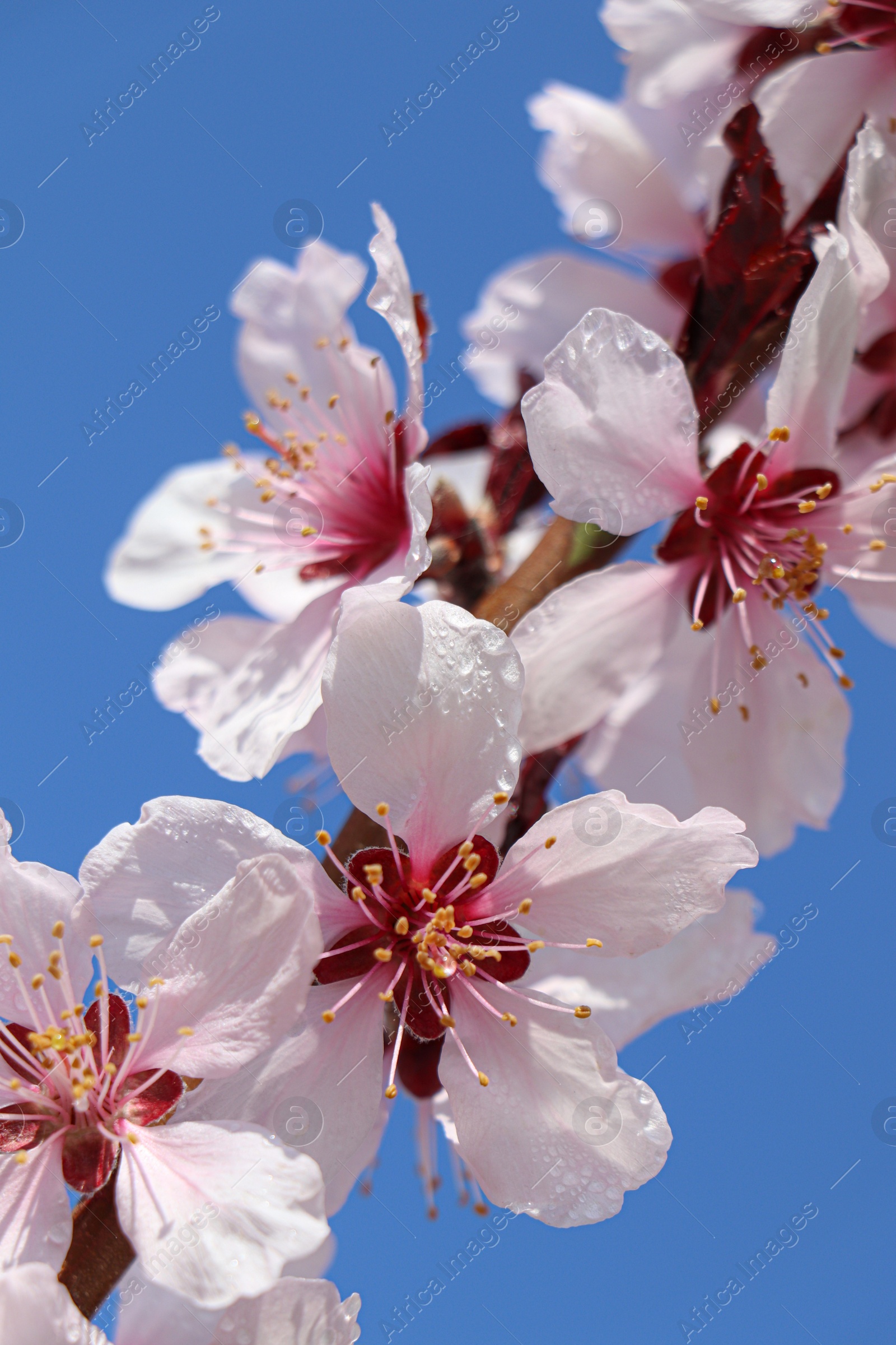 Photo of Beautiful cherry tree blossoms with dew drops outdoors on spring day, closeup