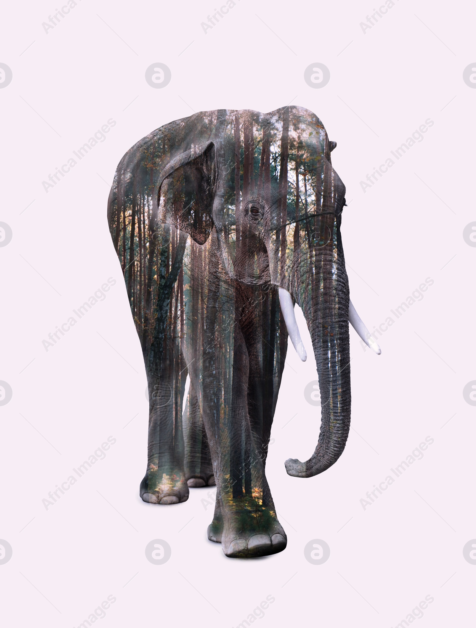 Image of Double exposure of large elephant and green forest