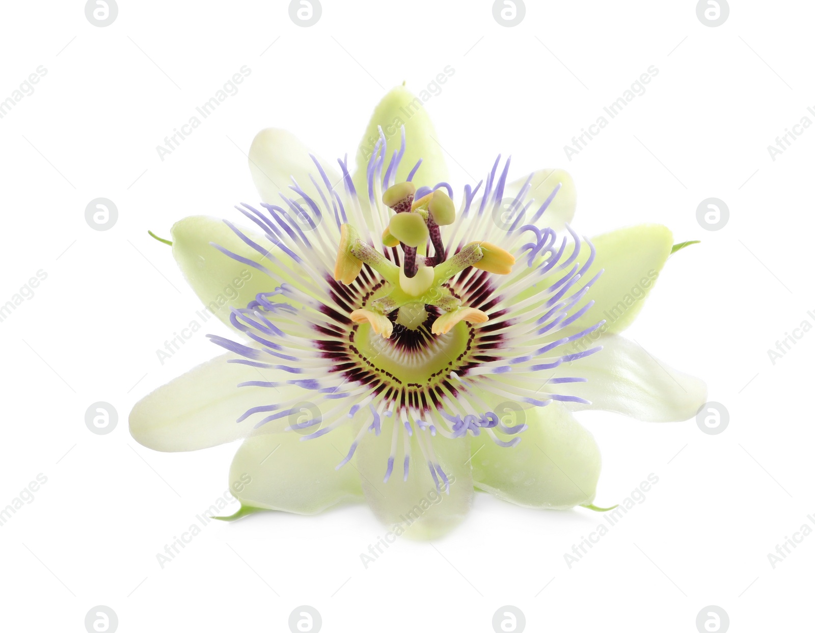 Photo of Beautiful blossom of Passiflora plant (passion fruit) on white background