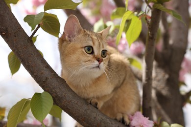 Cute cat on spring tree branch with beautiful blossoms outdoors