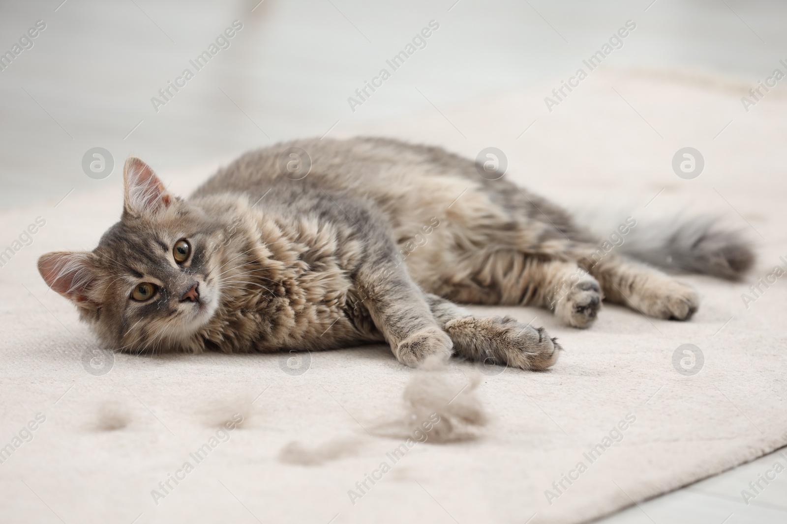 Photo of Cute cat and pet hair on carpet indoors