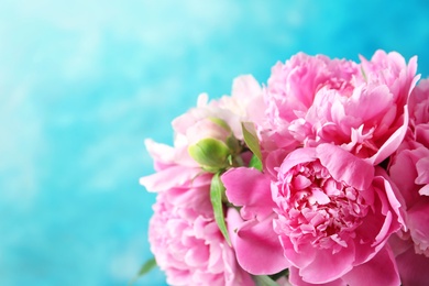 Beautiful fragrant peony flowers on color background