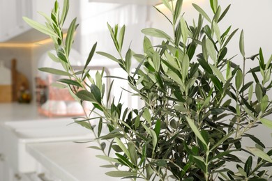 Photo of Beautiful olive tree in stylish kitchen, closeup