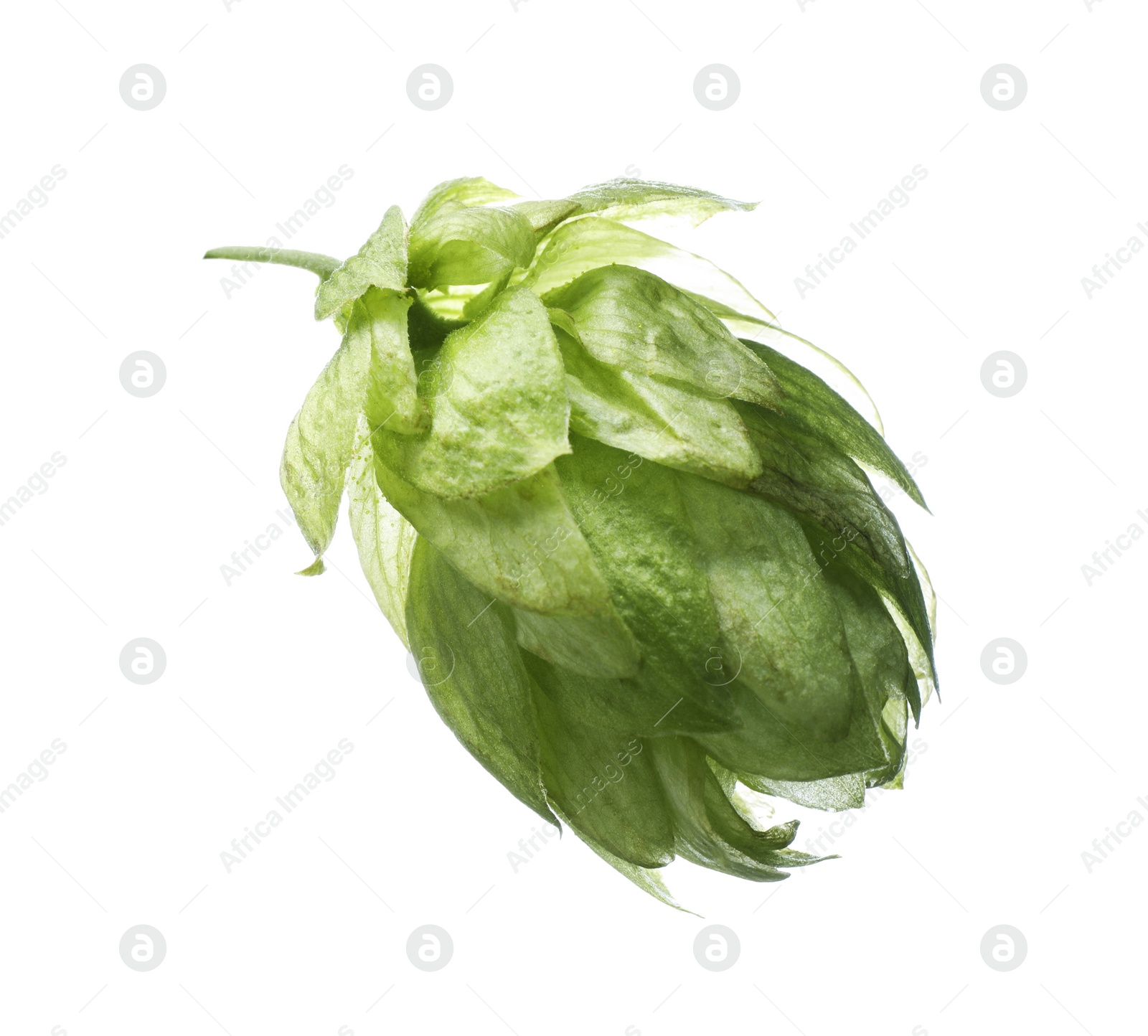 Photo of Fresh green hop flower isolated on white