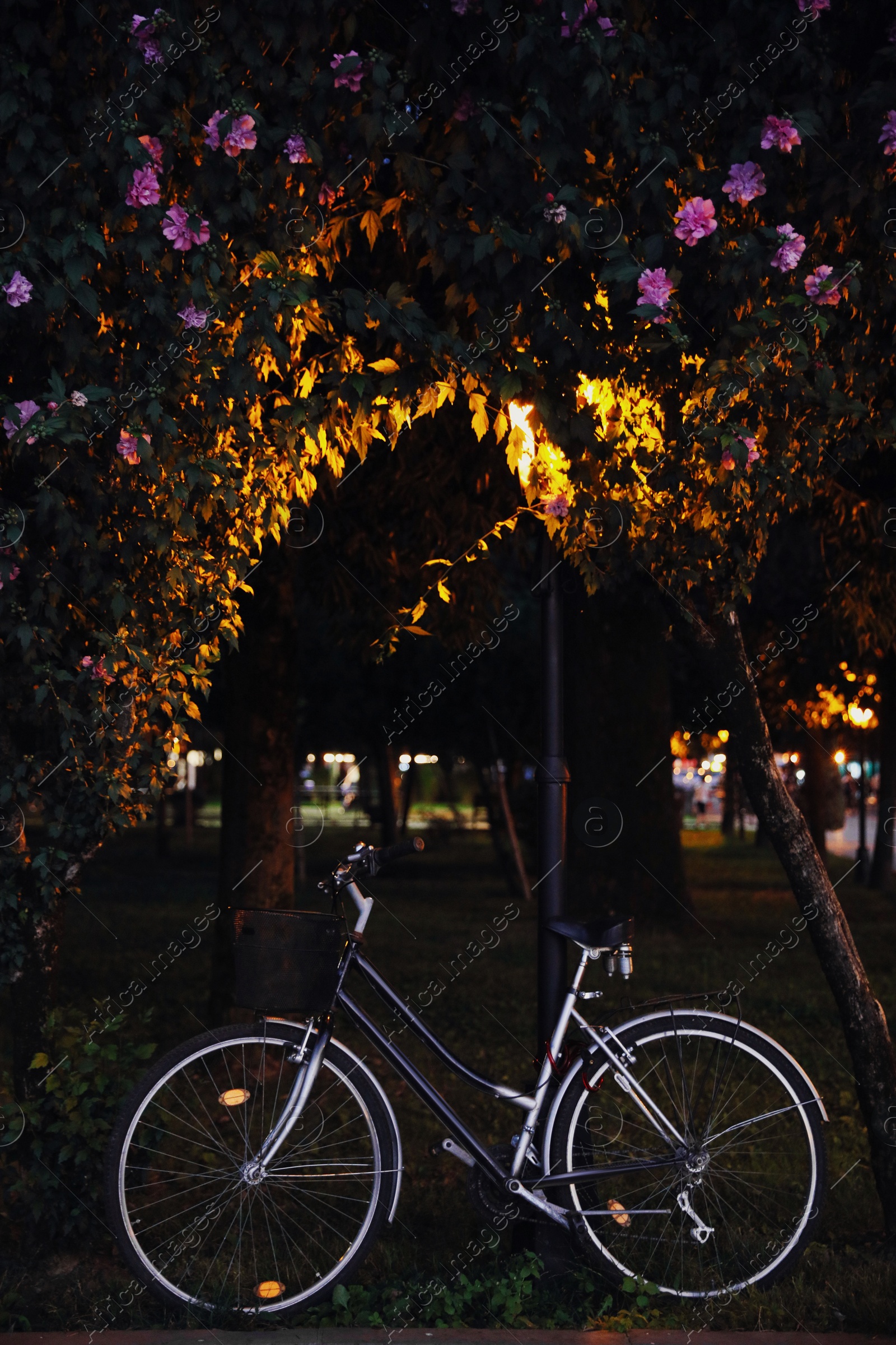 Photo of Bicycle with basket parked near beautiful tree in evening