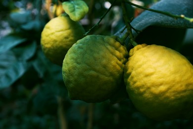 Photo of Unripe lemons growing on tree outdoors, closeup. Space for text