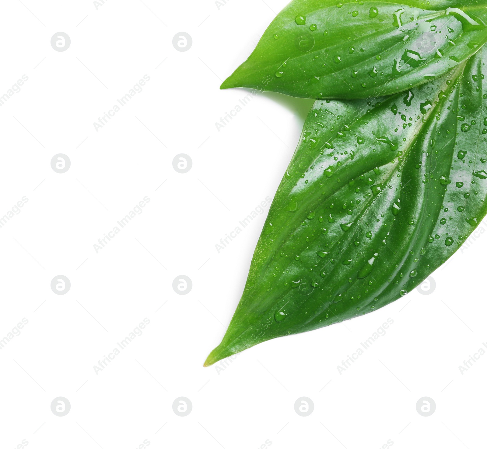 Photo of Green leaves with water drops isolated on white. Space for text