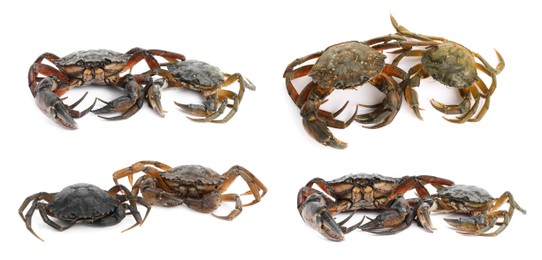 Image of Fresh raw crabs isolated on white, set