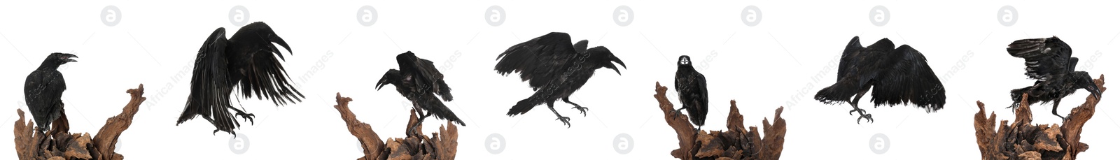 Image of Collage with black ravens on white background. Banner design 