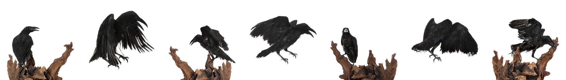 Image of Collage with black ravens on white background. Banner design 