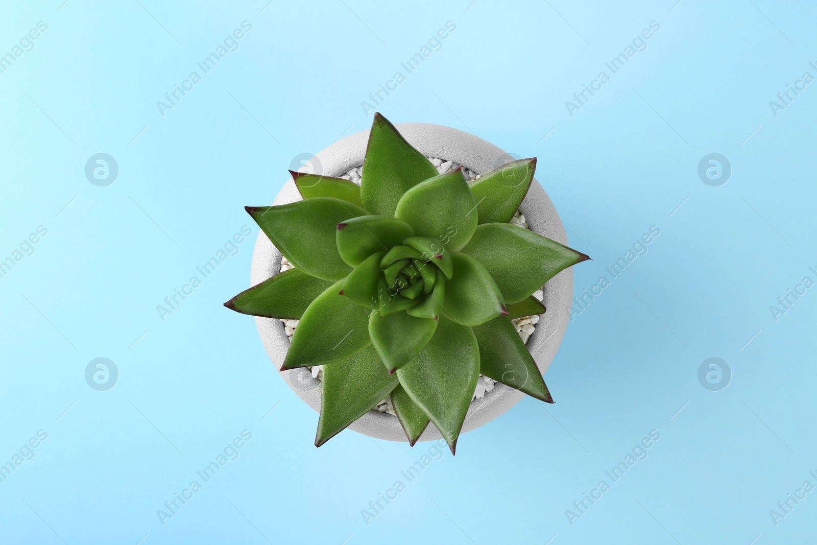 Photo of Beautiful succulent plant in pot on light blue background, top view