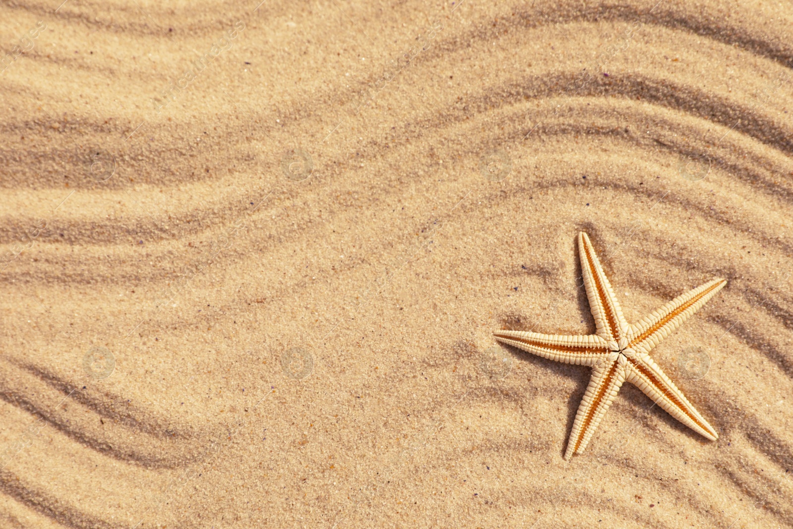 Photo of Starfish on beach sand with wave pattern, top view. Space for text