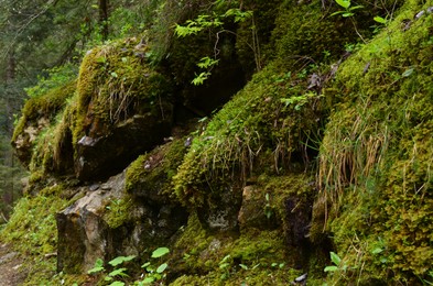 Photo of Many stones covered with moss and plants in forest