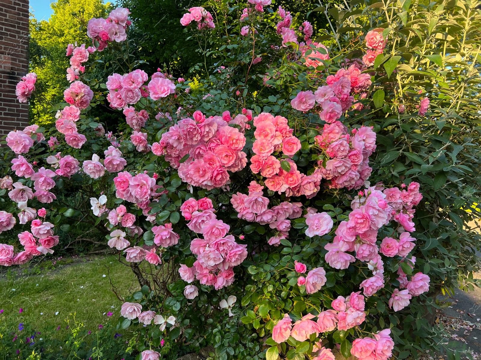 Photo of Beautiful rose bush with pink flowers outdoors