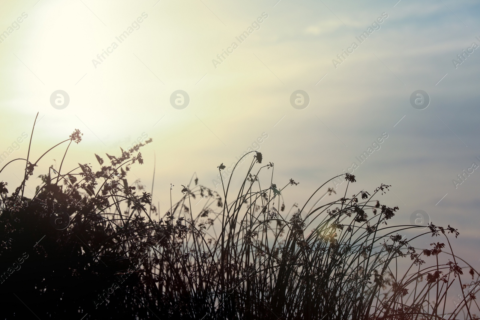 Photo of Beautiful wild flowers against sky at sunrise. Early morning landscape