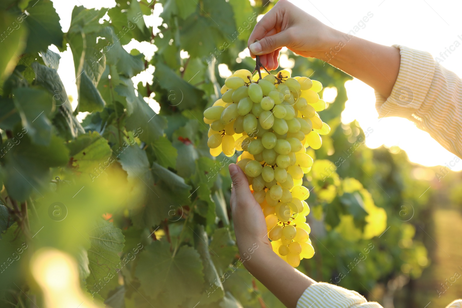 Photo of Woman holding cluster of ripe grapes in vineyard, closeup