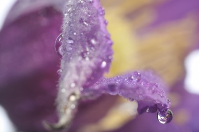 Photo of Beautiful purple Clematis flower with water drops as background, macro view