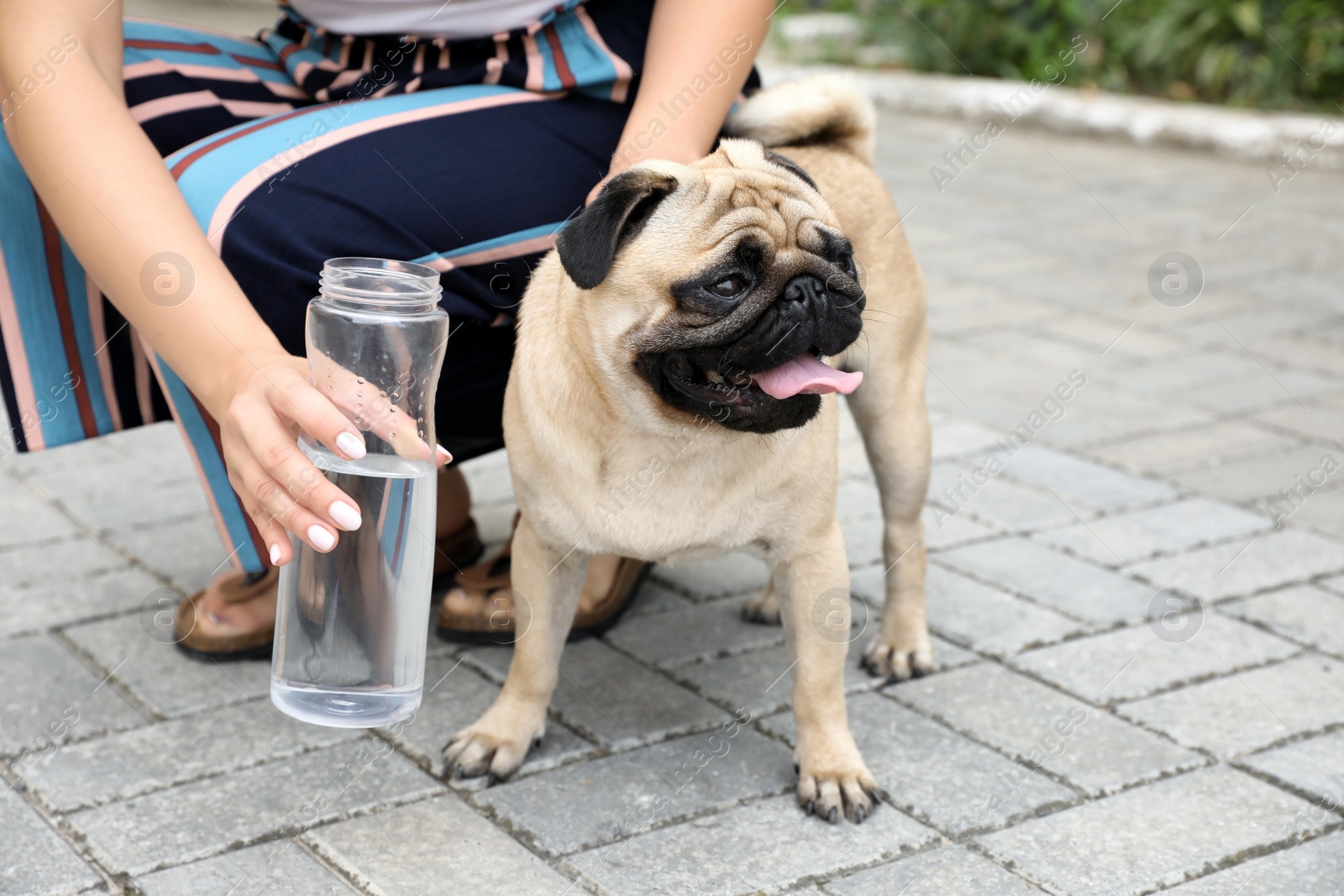 Photo of Owner helping her pug dog on street in hot day, closeup. Heat stroke prevention