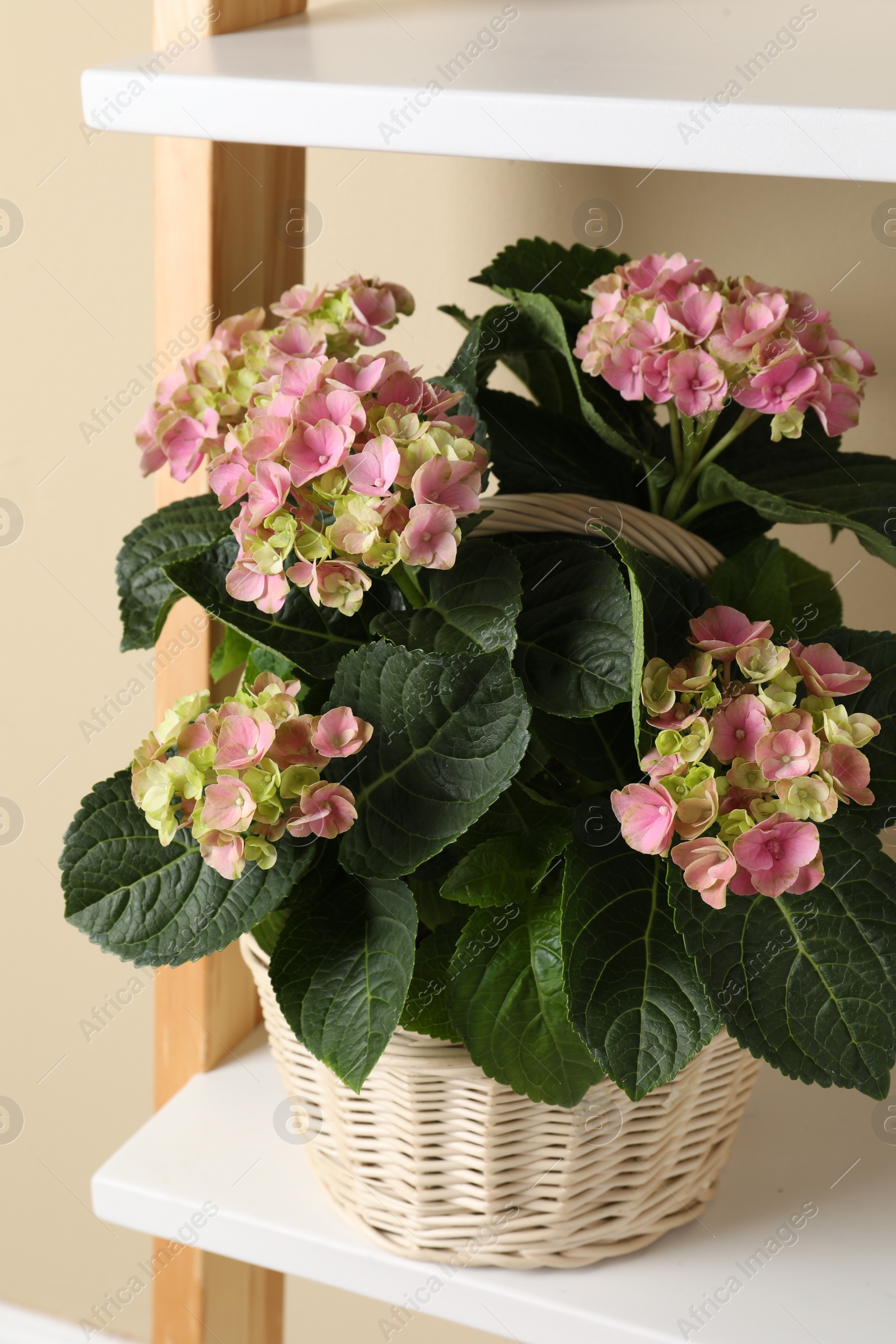 Photo of Wicker basket with beautiful hortensia flowers on shelf near beige wall