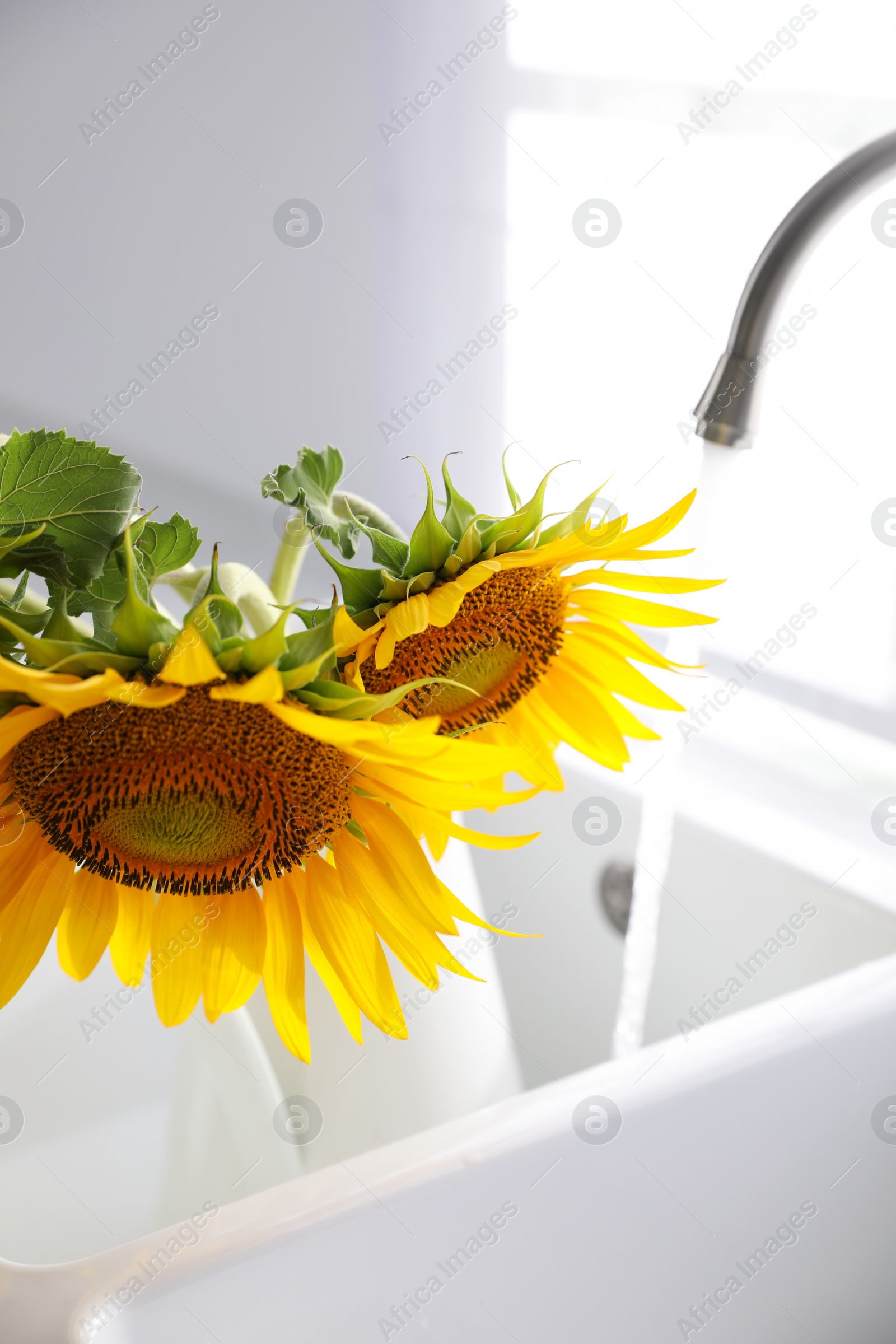 Photo of Bouquet of beautiful sunflowers in sink at home