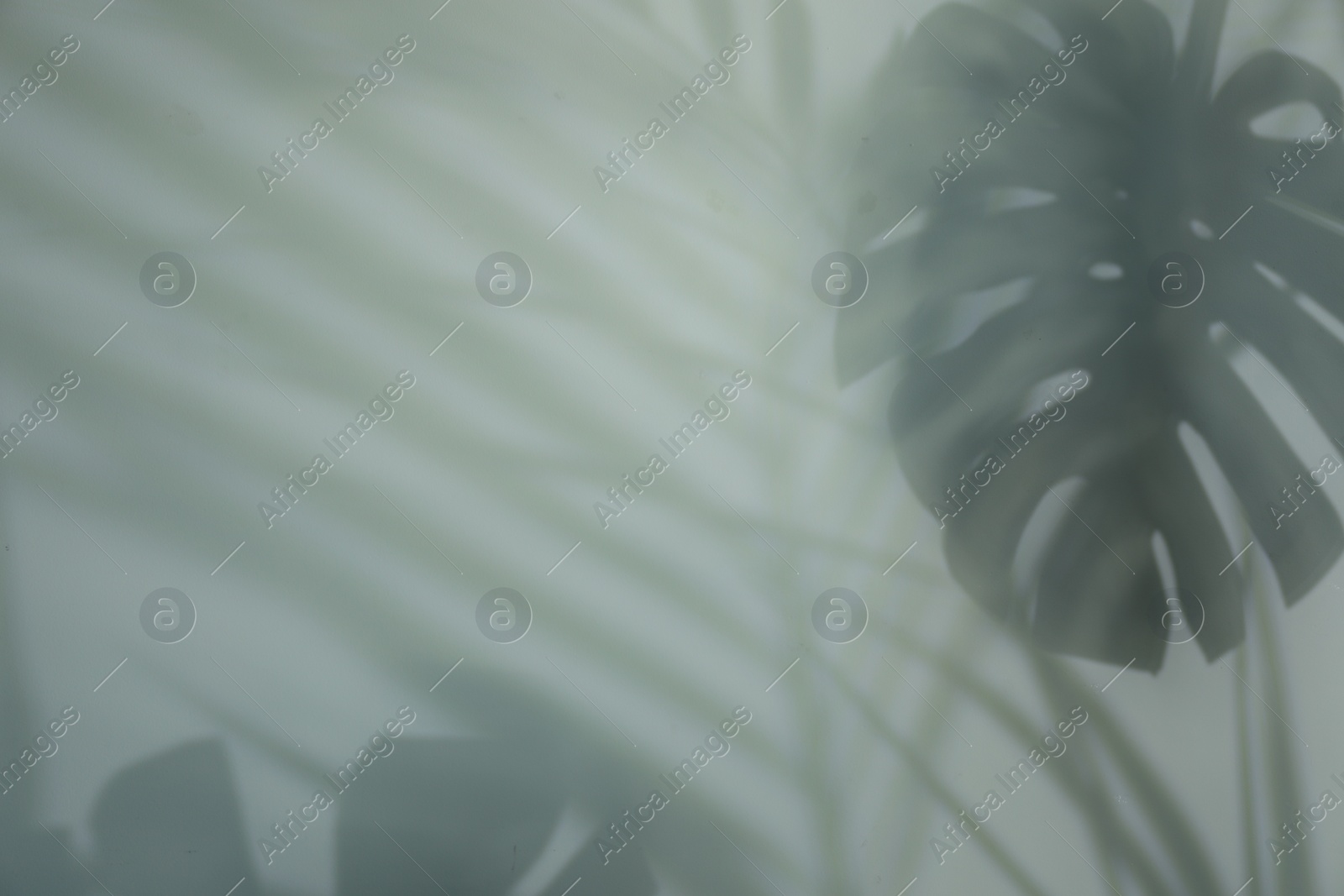 Photo of Shadow of tropical plants on light background
