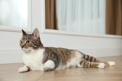 Photo of Cute cat resting on warm floor at home, space for text. Heating system