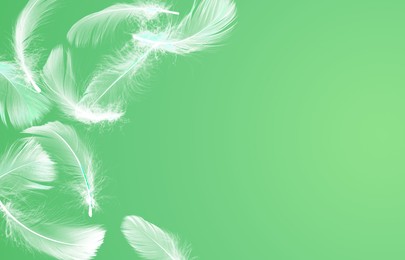 Image of Fluffy bird feathers in air on green background, space for text