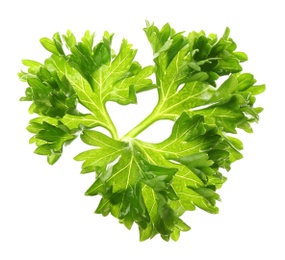 Fresh green curly parsley on white background