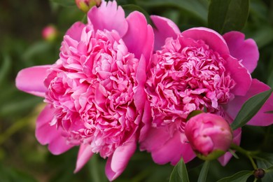 Photo of Beautiful blooming pink peonies outdoors, closeup view