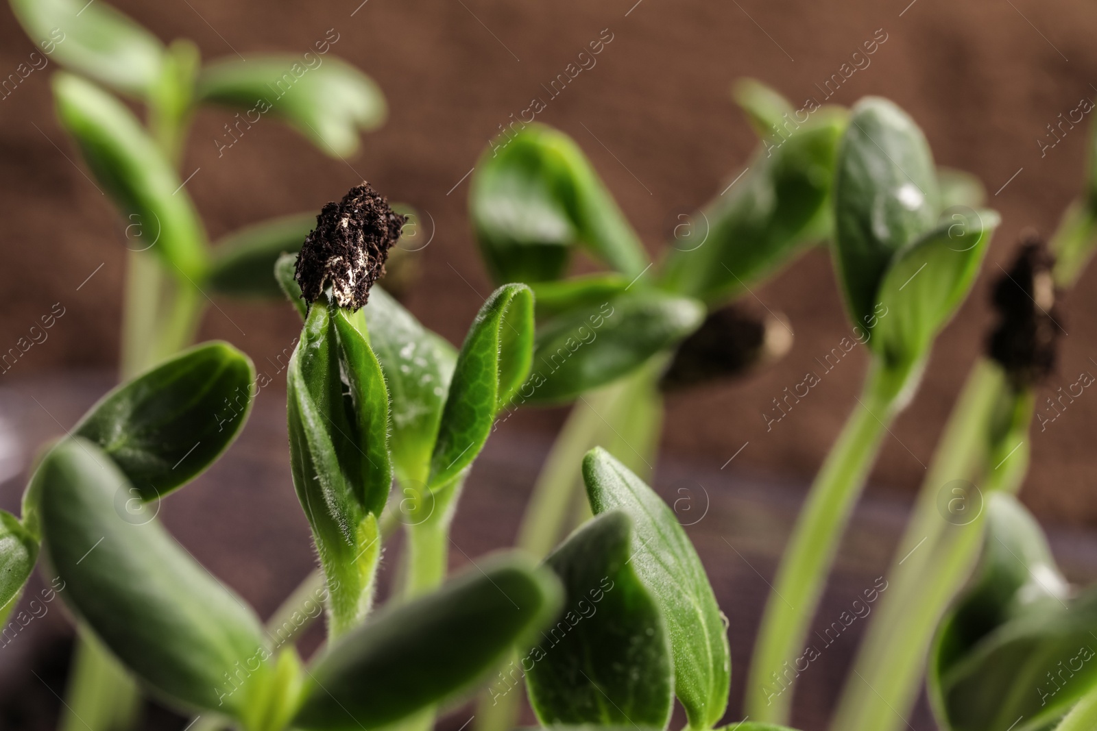 Photo of Little green seedlings growing in soil, closeup view